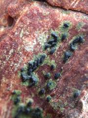 Hysterium angustatum