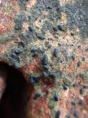 Hysterium angustatum