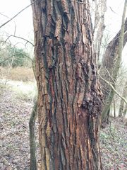 Hysterium angustatum