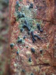 Hysterium angustatum