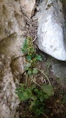 Umbilicus parviflorus