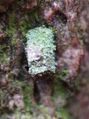 Luffia ferchaultella