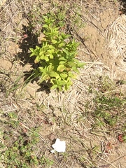Lonicera involucrata