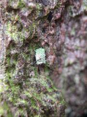 Luffia ferchaultella