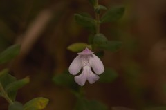 Clinopodium dentatum
