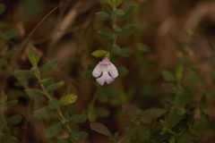 Clinopodium dentatum