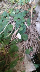 Cymbalaria microcalyx