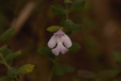 Clinopodium dentatum