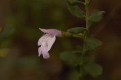 Clinopodium dentatum