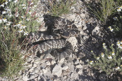 Crotalus molossus nigrescens