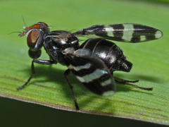 Herina frondescentiae