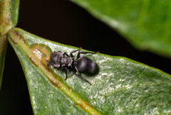 Cephalotes pusillus