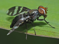 Herina frondescentiae