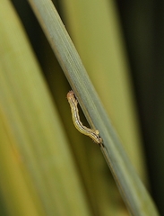 Epiphryne verriculata
