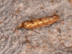 Argyresthia alternatella