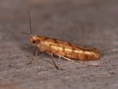 Argyresthia alternatella