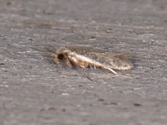 Phaeoses sabinella