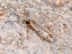 Phaeoses sabinella