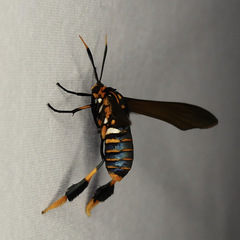 Horama panthalon texana