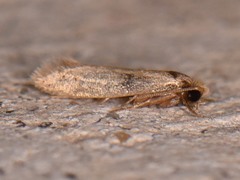 Phaeoses sabinella