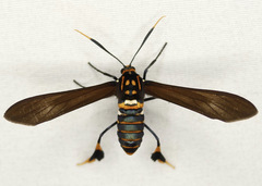 Horama panthalon texana