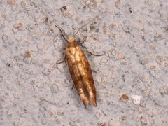 Argyresthia alternatella