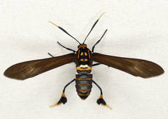 Horama panthalon texana
