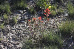 Castilleja rigida