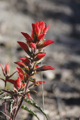 Castilleja rigida