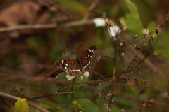 Anthanassa texana seminole