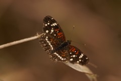 Anthanassa texana seminole