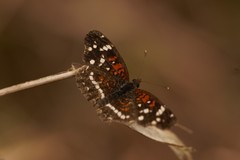 Anthanassa texana seminole
