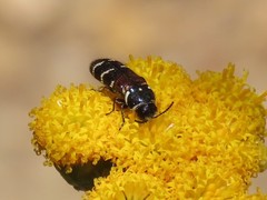 Acmaeodera trifasciata