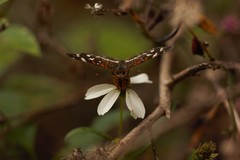 Anthanassa texana seminole
