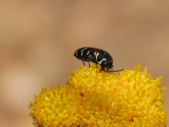 Acmaeodera trifasciata
