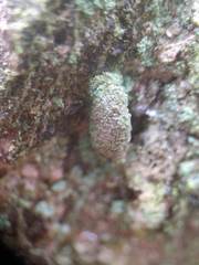 Luffia ferchaultella