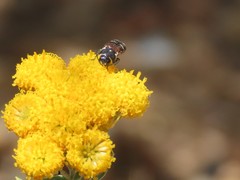 Acmaeodera trifasciata