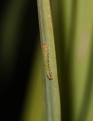 Epiphryne verriculata