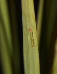 Epiphryne verriculata