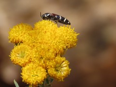 Acmaeodera trifasciata