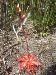 Drosera trinervia
