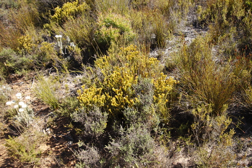 Image of Green Rootthug (Thesium viridifolium) by (c) Tony Rebelo, some rights reserved (CC BY-SA)