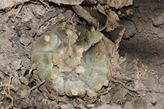 Lophophora williamsii