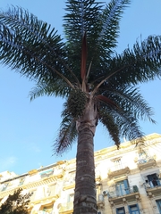 Syagrus romanzoffiana