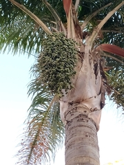 Syagrus romanzoffiana