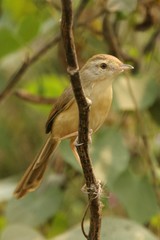 Prinia inornata