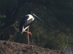 Ephippiorhynchus asiaticus