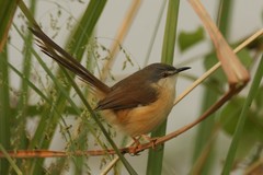 Prinia socialis
