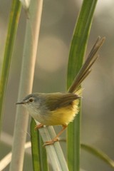 Prinia flaviventris