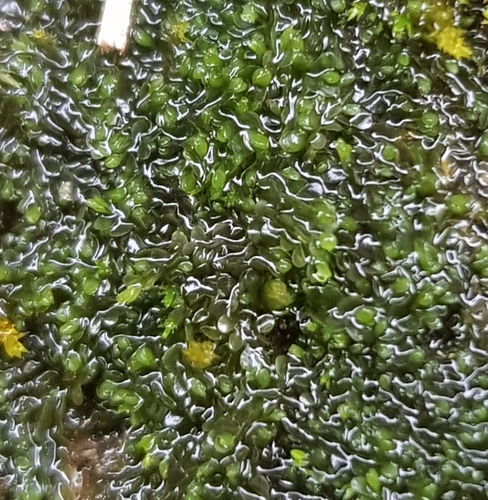 Image of Jungermannia atrovirens by (c) Helen Waterman, some rights reserved (CC BY)